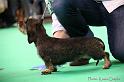 Crufts2011_2 1263